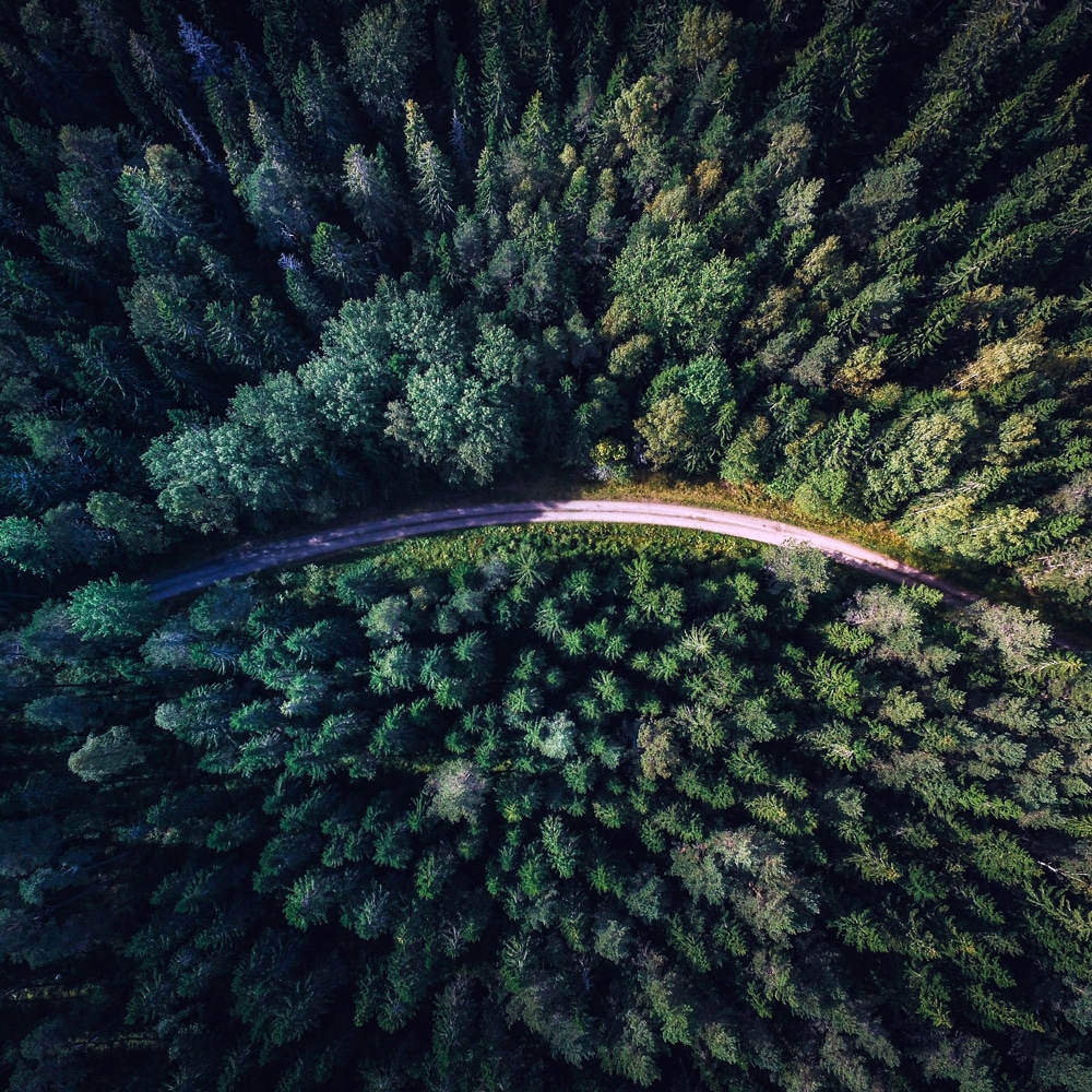 26sbti01_forestpath05